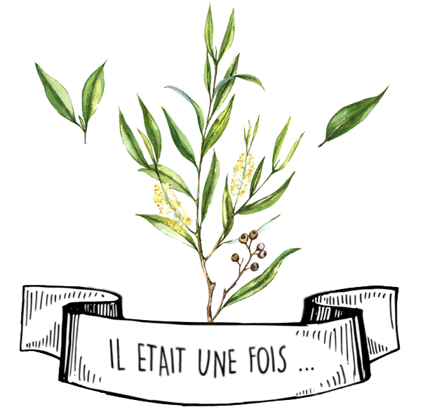 Olyaris - Huile Essentielle de Tea Tree : Tout savoir
